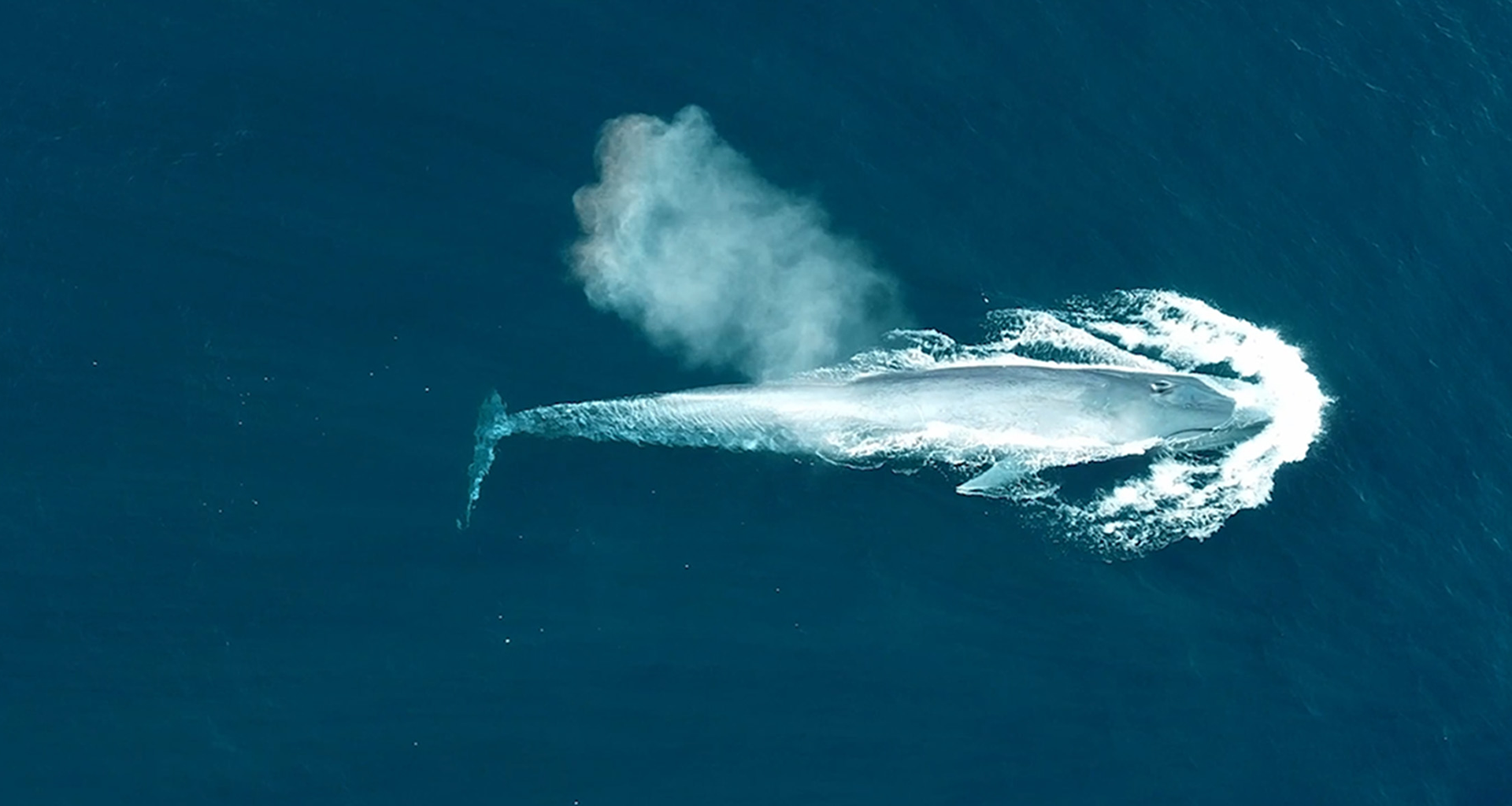 护佑生命并肩前行·pp电子模拟器生物品牌片